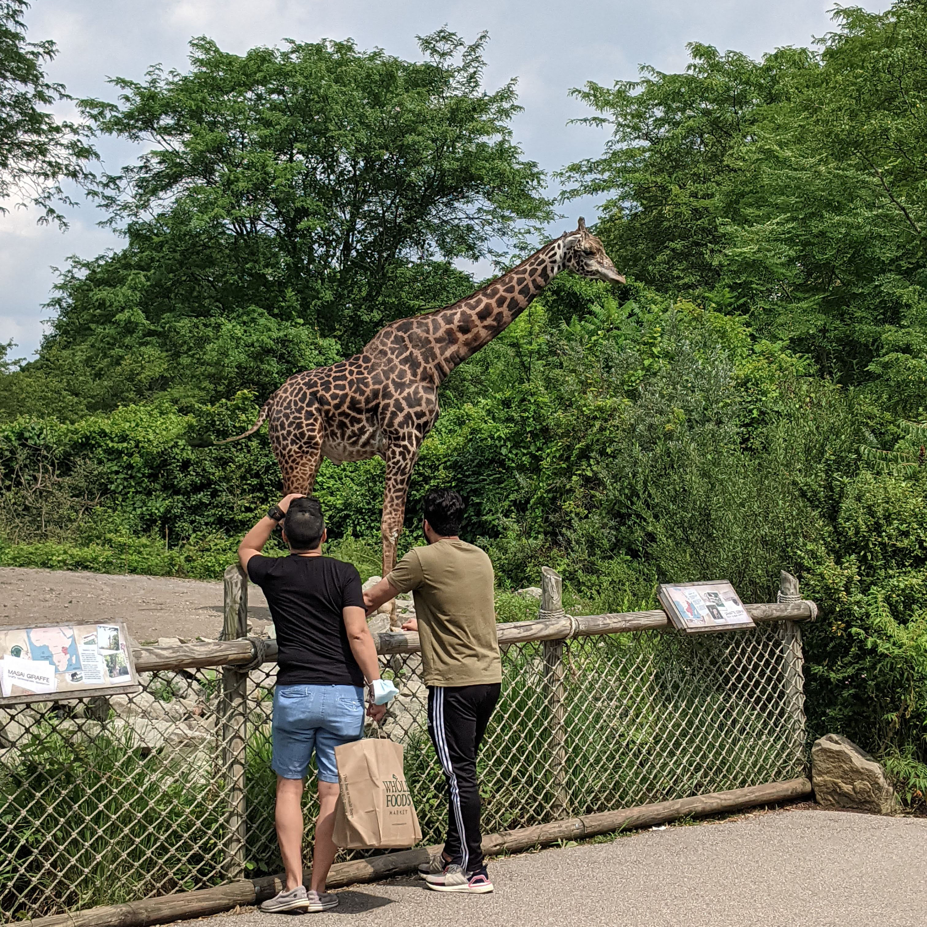 zoo6